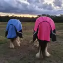 Clydesdale Winter Combo Heavy Pink Horse Rugs|Horse Rugs | LOVE MY HORSE - Australia