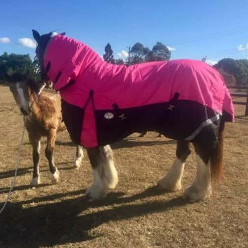 Clydesdale Winter Combo Heavy Pink Horse Rugs|Horse Rugs | LOVE MY HORSE - Australia