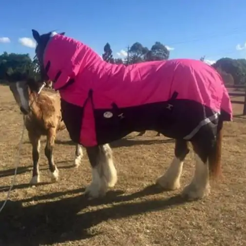 Clydesdale Winter Combo Heavy Pink Horse Rugs|Horse Rugs | LOVE MY HORSE - Australia