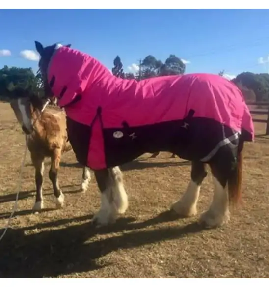 Clydesdale Winter Combo Heavy Pink Horse Rugs|Horse Rugs | LOVE MY HORSE - Australia