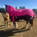 Clydesdale Winter Combo Heavy Pink Horse Rugs|Horse Rugs | LOVE MY HORSE - Australia
