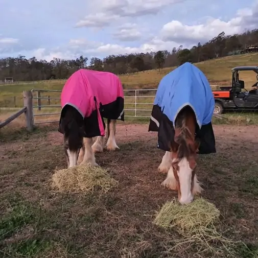 Clydesdale Winter Combo Heavy Pink Horse Rugs|Horse Rugs | LOVE MY HORSE - Australia