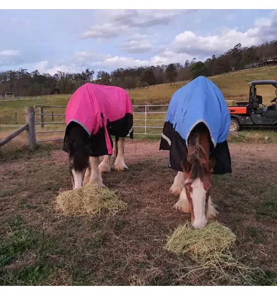 Clydesdale Winter Combo Heavy Pink Horse Rugs|Horse Rugs | LOVE MY HORSE - Australia