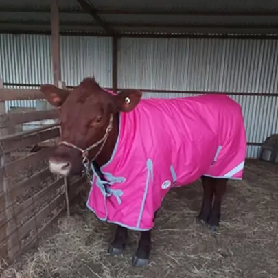 Winter High Wither Wug Horse Rugs | Cow Rugs Pink 2