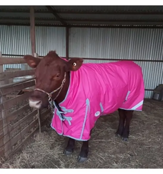 Winter High Wither Wug Horse Rugs | Pink|Horse Rugs | LOVE MY HORSE - Australia