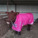 Winter High Wither Wug Horse Rugs | Pink|Horse Rugs | LOVE MY HORSE - Australia