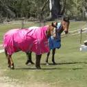 Winter High Wither Wug Horse Rugs | Pink|Horse Rugs | LOVE MY HORSE - Australia