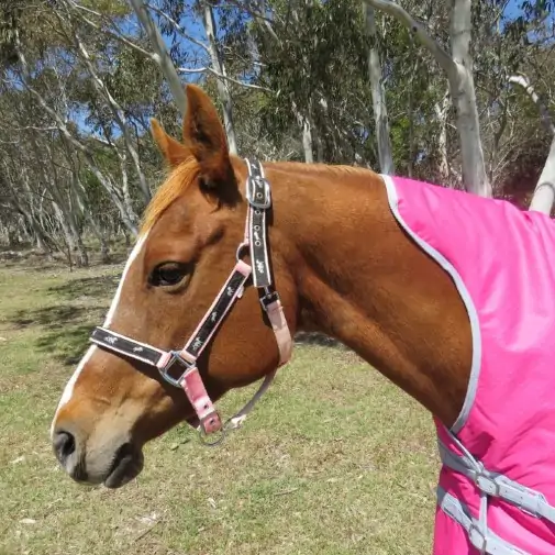 Winter High Wither Wug Horse Rugs | Pink|Horse Rugs | LOVE MY HORSE - Australia