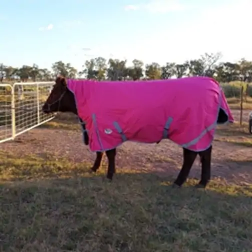 Winter High Wither Wug Horse Rugs | Pink|Horse Rugs | LOVE MY HORSE - Australia