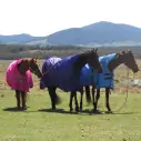 Winter High Wither Wug Horse Rugs | Pink|Horse Rugs | LOVE MY HORSE - Australia