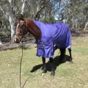 horse wearing Love My Horse purple high wither wug