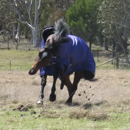 horse wearing Love My Horse purple high wither wug