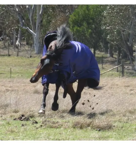 horse wearing Love My Horse purple high wither wug