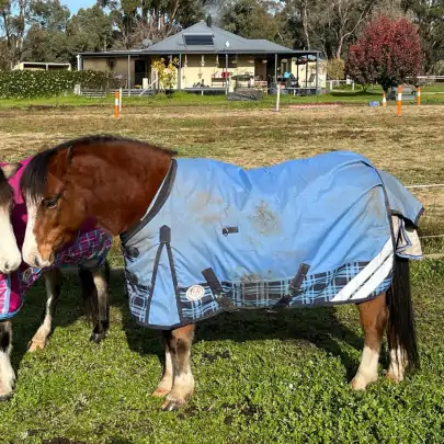 600D Winter 180g Horse Rugs Blue 2