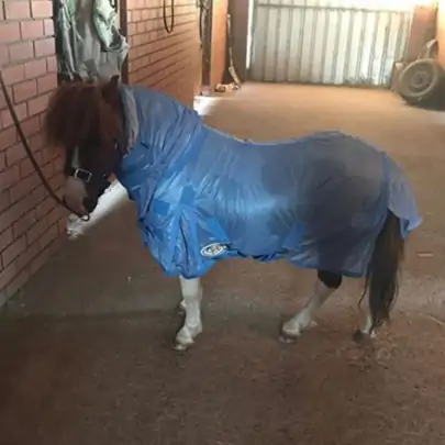 Miniature Soft Mesh Combo Horse Rugs Blue 2