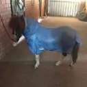 Miniature Soft Mesh Combo Horse Rugs Blue|Horse Rugs | LOVE MY HORSE - Australia