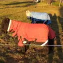 1200D Winter 300g Mini Combo Horse Rugs Orange | LOVE MY HORSE AU