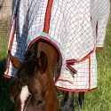 Horse wearing a Rug Red / Black poly cotton combo horse rug