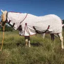 Horse wearing a Rug Red / Black poly cotton combo horse rug