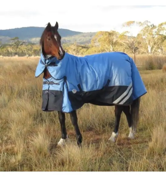 Horse wearing blue Love My Horse 1200 Denier Rainsheet Combo