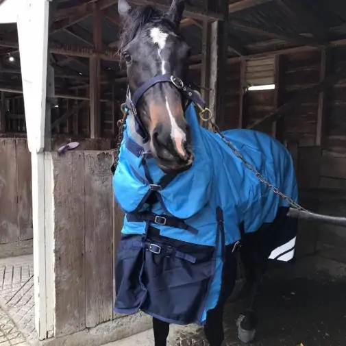 Horse wearing blue Love My Horse 1200 Denier Waterproof Combo