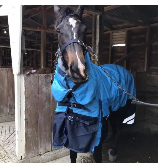 Horse wearing blue Love My Horse 1200 Denier Waterproof Combo
