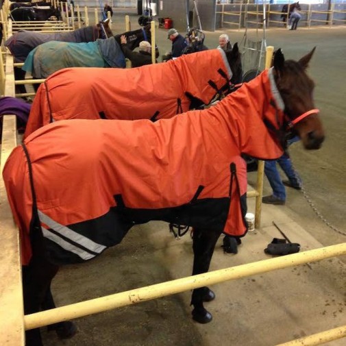 Brown horse wearing Love my Horse 1200 Denier Waterproof Rainsheet combo Orange