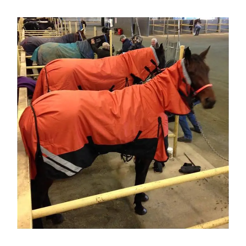 Brown horse wearing Love my Horse 1200 Denier Waterproof Rainsheet combo Orange