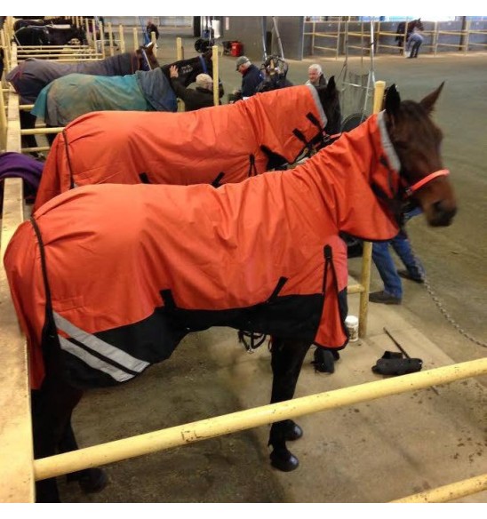 Brown horse wearing Love my Horse 1200 Denier Waterproof Rainsheet combo Orange