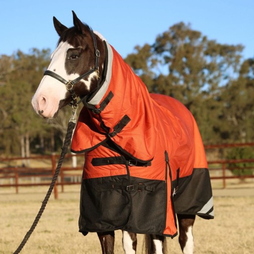 Brown horse wearing Love my Horse 1200 Denier Waterproof Rainsheet combo Orange