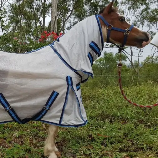 Miniature horse wearing silver dura mesh combo with blue trim