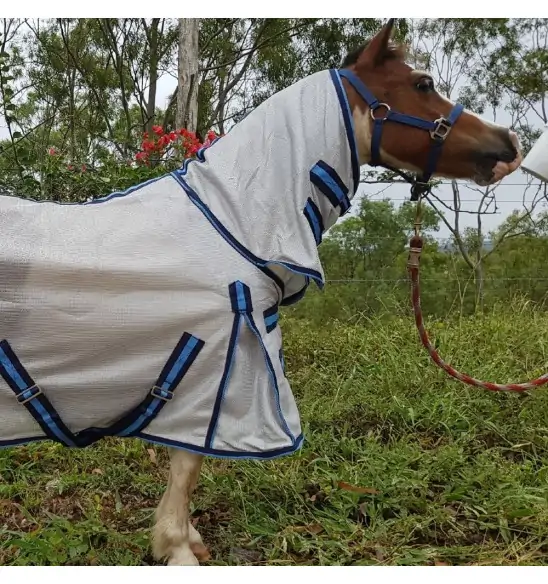 Miniature horse wearing silver dura mesh combo with blue trim