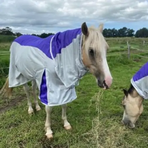 Rainsheet Dura Mesh Hybrid Combo Horse Rugs Purple|Horse Rugs | LOVE MY HORSE - Australia