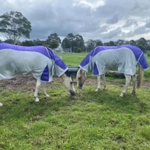 Rainsheet Dura Mesh Hybrid Combo Horse Rugs Purple|Horse Rugs | LOVE MY HORSE - Australia