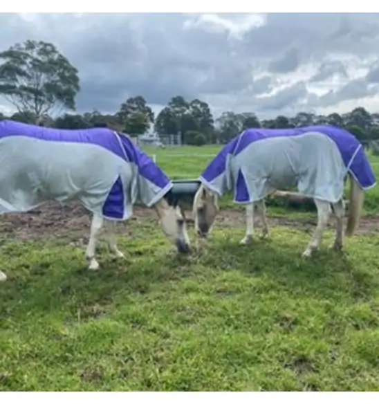 Rainsheet Dura Mesh Hybrid Combo Horse Rugs Purple|Horse Rugs | LOVE MY HORSE - Australia
