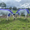 Rainsheet Dura Mesh Hybrid Combo Horse Rugs Purple|Horse Rugs | LOVE MY HORSE - Australia