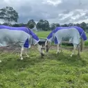 Rainsheet Dura Mesh Hybrid Combo Horse Rugs Purple|Horse Rugs | LOVE MY HORSE - Australia