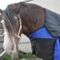 Clydesdale Winter Horse Rug 200g Waterproof Combo | Big Horse Fit