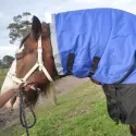 Clydesdale Winter Horse Rug 200g Waterproof Combo | Big Horse Fit