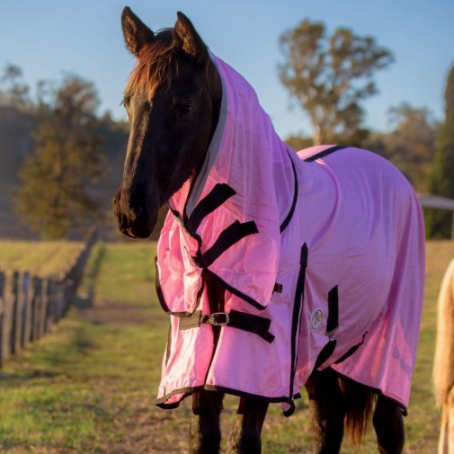brown horse wearing pink soft mesh combo