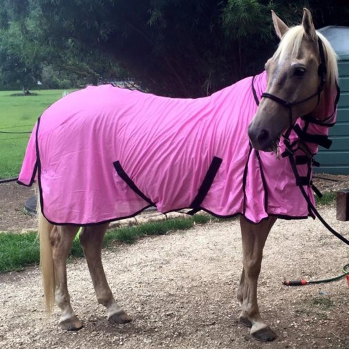 soft mesh combo horse rug on beautiful palomino horse