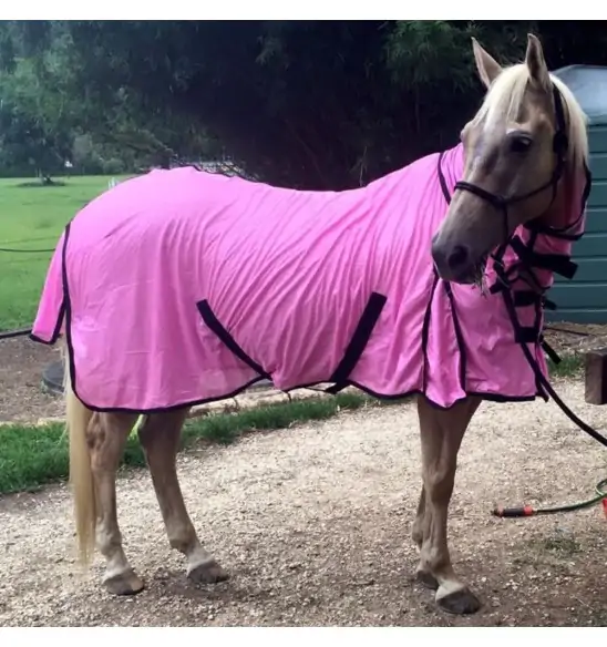 soft mesh combo horse rug on beautiful palomino horse