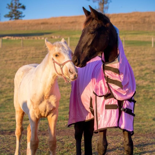 brown horse wearing pink soft mesh combo