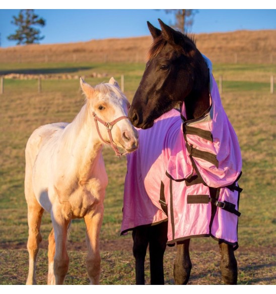 brown horse wearing pink soft mesh combo