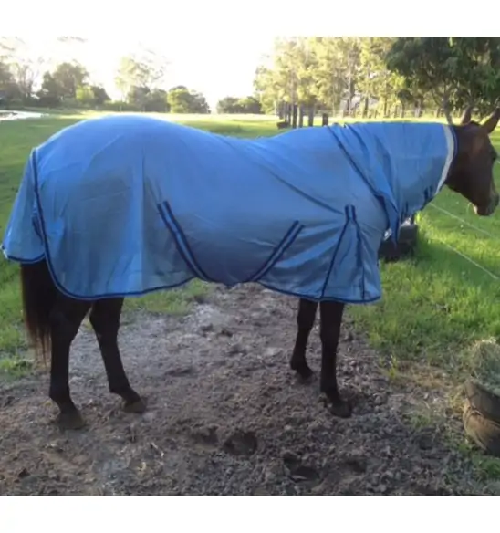 Horse wearing Love my Horse Dura mesh combo silver with blue trim