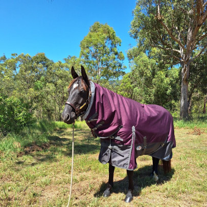 Black horse wearing Love My Horse winter horse rug combo with plum top and black lower.