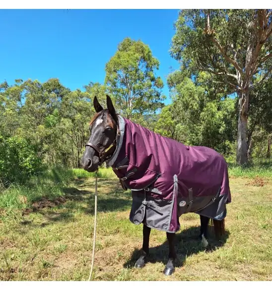 Black horse wearing Love My Horse winter horse rug combo with plum top and black lower.