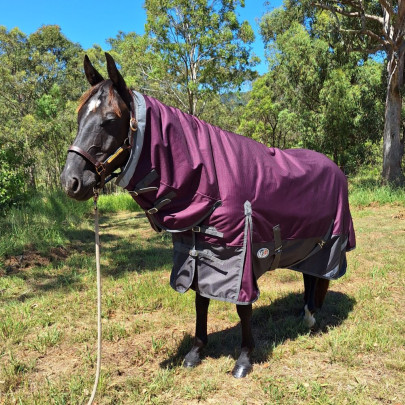 Black horse wearing Love My Horse winter horse rug combo with plum top and black lower. 2