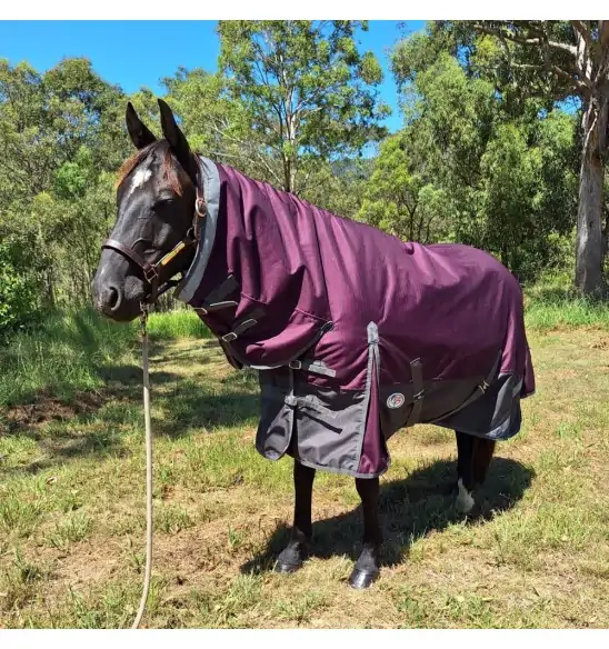 Black horse wearing Love My Horse winter horse rug combo with plum top and black lower.