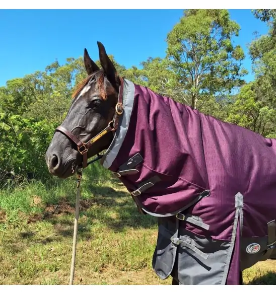 Black horse wearing Love My Horse winter horse rug combo with plum top and black lower.